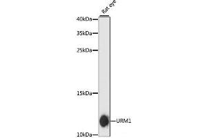 Western blot analysis of extracts of Rat eye using URM1 Polyclonal Antibody at dilution of 1:3000. (Urm1 抗体)