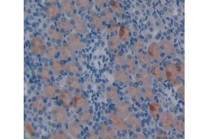 IHC-P analysis of Mouse Tissue, with DAB staining. (Netrin 1 抗体  (AA 313-565))