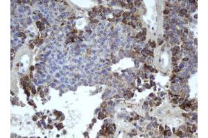 Image no. 1 for anti-Mitochondrial Intermediate Peptidase (MIPEP) (AA 174-516) antibody (ABIN1491019) (MIPEP 抗体  (AA 174-516))