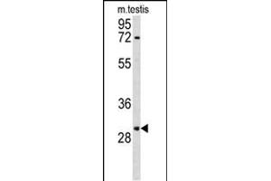 Western blot analysis of R Antibody (N-term) (ABIN653060 and ABIN2842661) in mouse testis tissue lysates (35 μg/lane). (RPA2 抗体  (N-Term))