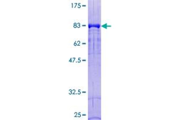 DOK1 Protein (AA 1-481) (GST tag)