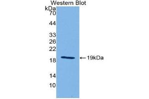 Western Blotting (WB) image for anti-Interleukin 18 (IL18) (AA 36-192) antibody (ABIN1078230) (IL-18 抗体  (AA 36-192))