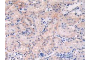IHC-P analysis of Mouse Kidney Tissue, with DAB staining. (C6orf150 抗体  (AA 211-395))