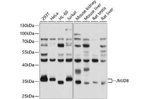 Western blot analysis of extracts of various cell lines, using JMJD8 antibody (ABIN6132114, ABIN6142662, ABIN6142663 and ABIN6214746) at 1:1000 dilution. (JMJD8 抗体  (AA 1-285))