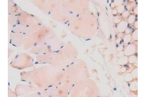 Detection of LAMa4 in Mouse Skeletal muscle Tissue using Polyclonal Antibody to Laminin Alpha 4 (LAMa4) (LAMa4 抗体  (AA 745-940))