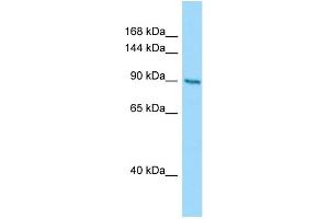 Host: Rabbit Target Name: CSPP1 Sample Type: PANC1 Whole Cell lysates Antibody Dilution: 1. (CSPP1 抗体  (N-Term))