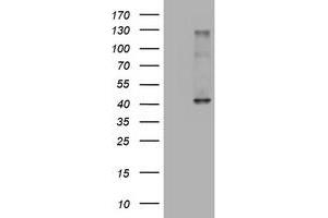 Western Blotting (WB) image for anti-alpha-1,4-N-Acetylglucosaminyltransferase (A4GNT) (AA 121-340) antibody (ABIN1490881) (A4GNT 抗体  (AA 121-340))