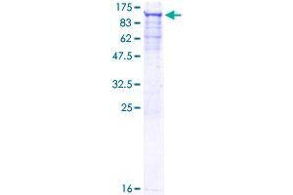 SNRK Protein (AA 1-765) (GST tag)