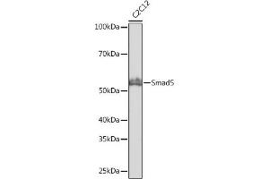 Western blot analysis of extracts of C2C12 cells, using Smad5 antibody (ABIN7270354) at 1:1000 dilution. (SMAD5 抗体)