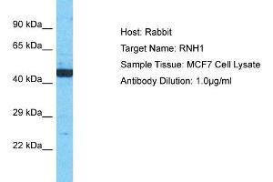 Host: Rabbit Target Name: RNH1 Sample Type: MCF7 Whole Cell lysates Antibody Dilution: 1. (RNH1 抗体  (N-Term))