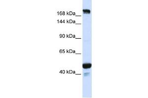 Western Blotting (WB) image for anti-Ring Finger Protein 213 (RNF213) antibody (ABIN2459137) (RNF213 抗体)