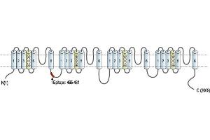 Representative domain view of the target of ABIN7043638.