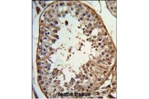Formalin-fixed and paraffin-embedded human testis tissue reacted with ANGEL1 Antibody (C-term), which was peroxidase-conjugated to the secondary antibody, followed by DAB staining. (ANGEL1 抗体  (C-Term))