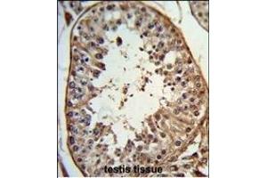 Formalin-fixed and paraffin-embedded human testis tissue reacted with ANGEL1 Antibody (C-term), which was peroxidase-conjugated to the secondary antibody, followed by DAB staining. (ANGEL1 抗体  (C-Term))