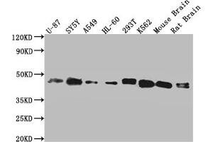 Western Blot Positive WB detected in: Hela whole cell lysate, HepG2 whole cell lysate, Jurkat whole cell lysate, MCF-7 whole cell lysate All lanes: SPPL3 antibody at 3 μg/mL Secondary Goat polyclonal to rabbit IgG at 1/50000 dilution Predicted band size: 43, 19 kDa Observed band size: 43 kDa