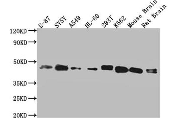 SPPL3 antibody  (AA 213-263)