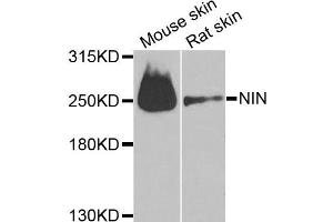 Western blot analysis of extracts of mouse skin and rat skin cell lines, using NIN antibody. (Ninein 抗体)