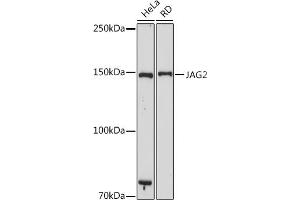Western blot analysis of extracts of various cell lines, using J antibody (ABIN7268034) at 1:1000 dilution. (JAG2 抗体)