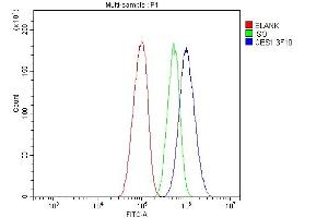 Flow Cytometry analysis of HEPG2 cells using anti- Liver Carboxylesterase 1/CES1 antibody (ABIN7602719).