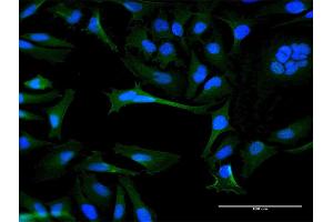 Immunofluorescence of purified MaxPab antibody to OR8B8 on HeLa cell. (OR8B8 抗体  (AA 1-311))