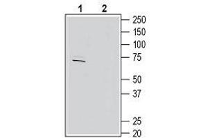 Western blot analysis of rat brain lysates: - 1.
