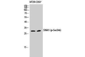 Western Blotting (WB) image for anti-SNAIL (SNAI1) (pSer246) antibody (ABIN3173188) (SNAIL 抗体  (pSer246))