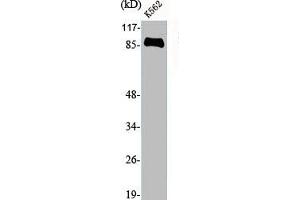 Western Blot analysis of K562 cells using Endoplasmin Polyclonal Antibody (HSP9B1 (C-Term) 抗体)