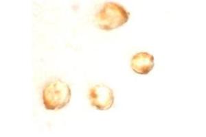 Immunocytochemistry staining of MOLT4 cells using AP30844PU-N at 10 μg/ml. (Survivin 抗体  (C-Term))