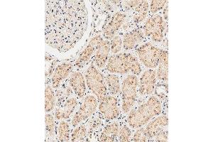 Immunohistochemical analysis of paraffin-embedded human kidney tissue using A performed on the Leica® BOND RXm. (SGPP1 抗体  (N-Term))