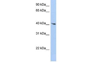 WB Suggested Anti-LYL1 Antibody Titration: 0. (LYL1 抗体  (C-Term))