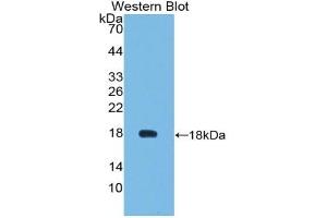 Detection of Recombinant VEGF121, Mouse using Polyclonal Antibody to Vascular Endothelial Growth Factor 121 (VEGF121) (VEGF121 抗体  (AA 27-146))