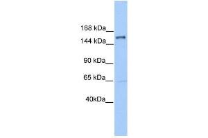 PLEKHH2 antibody used at 1 ug/ml to detect target protein. (PLEKHH2 抗体)