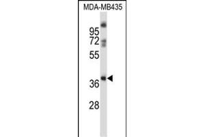 GPR15 Antibody (C-term) (ABIN657988 and ABIN2846935) western blot analysis in MDA-M cell line lysates (35 μg/lane). (GPR15 抗体  (C-Term))
