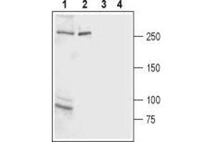 Western blot analysis of rat brain membrane (lanes 1 and 3) and rat basophilic leukemia (RBL) cell line lysate (lanes 2 and 4): - 1,2. (ITPR2 抗体  (C-Term, Intracellular))