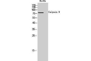 Western Blotting (WB) image for anti-Calpain 9 (CAPN9) (Internal Region) antibody (ABIN3174145) (Calpain 9 抗体  (Internal Region))