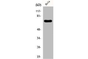 Western Blotting (WB) image for anti-KH-Type Splicing Regulatory Protein (KHSRP) (N-Term) antibody (ABIN7188741)
