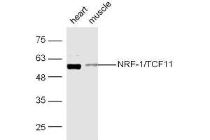 Mouse heart and muscle lysates probed with Rabbit Anti-NRF-1 Polyclonal Antibody, Unconjugated  at 1:500 for 90 min at 37˚C. (NRF1 抗体  (AA 51-180))