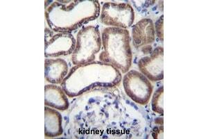 COX6B1 Antibody (C-term) immunohistochemistry analysis in formalin fixed and paraffin embedded human kidney tissue followed by peroxidase conjugation of the secondary antibody and DAB staining. (Complex IV Subunit VIb (AA 58-86), (C-Term) 抗体)