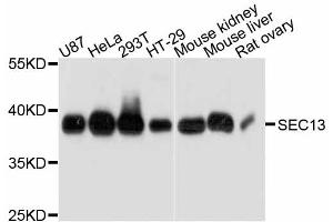 Western blot analysis of extracts of various cell lines, using SEC13 antibody (ABIN4905104) at 1:3000 dilution. (SEC13 抗体)