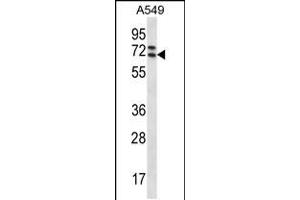 Western blot analysis in A549 cell line lysates (35ug/lane). (PIK3AP1 抗体  (C-Term))