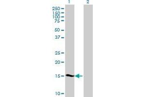 Western Blot analysis of SHISA5 expression in transfected 293T cell line by SHISA5 MaxPab polyclonal antibody. (SHISA5 抗体  (AA 1-137))