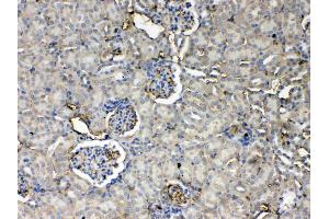 IHC analysis of Thrombopoietin using anti- Thrombopoietin antibody . (Thrombopoietin 抗体  (AA 22-259))