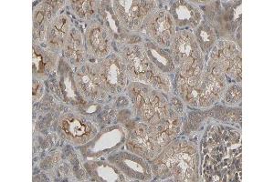 ABIN6266779 at 1/100 staining human kidney tissue sections by IHC-P. (DUSL2 抗体  (C-Term))