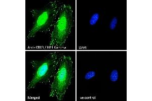 (ABIN185493) Immunofluorescence analysis of paraformaldehyde fixed HeLa cells, permeabilized with 0. (CBX3 抗体  (Internal Region))