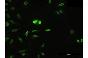 Immunofluorescence of purified MaxPab antibody to SFRS14 on HeLa cell. (SFRS14 抗体  (AA 1-988))