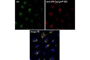 Immunofluorescence (IF) image for anti-Green Fluorescent Protein (GFP) antibody (DyLight 550) (ABIN7273061) (GFP 抗体  (DyLight 550))