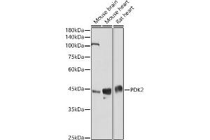 Western Blotting (WB) image for anti-Pyruvate Dehydrogenase Kinase, Isozyme 2 (PDK2) (AA 128-407) antibody (ABIN1681304)
