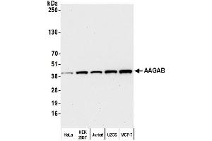 Western Blotting (WB) image for anti-alpha- and gamma-Adaptin Binding Protein (AAGAB) (AA 265-315) antibody (ABIN7452795) (AAGAB 抗体  (AA 265-315))
