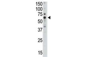 Image no. 1 for anti-Sialic Acid Binding Ig-Like Lectin 5 (SIGLEC5) (C-Term) antibody (ABIN357144) (SIGLEC5 抗体  (C-Term))