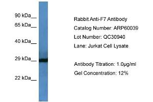 WB Suggested Anti-F7  Antibody Titration: 0. (Factor VII 抗体  (Middle Region))